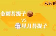 金刚与星月：谁是菩提一哥的最终胜者？