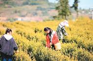 天台山上的黄茶：一种独特的茶叶