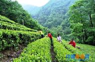 陇南康县阳坝镇宋沟村茶农忙碌采摘夏季新茶