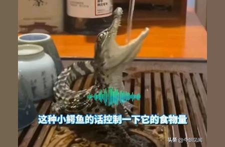 浙江男子惊现养小鳄鱼作茶宠，网友评论乐翻天！