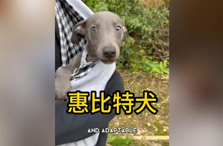 运动高手惠比特犬：了解它的独特魅力