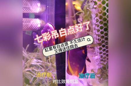 白点七彩吊健康状况更新：出院在即