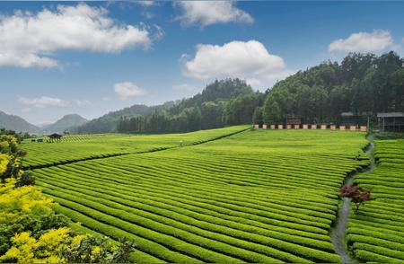 中国黑茶：传承千年的茶韵与和美之道