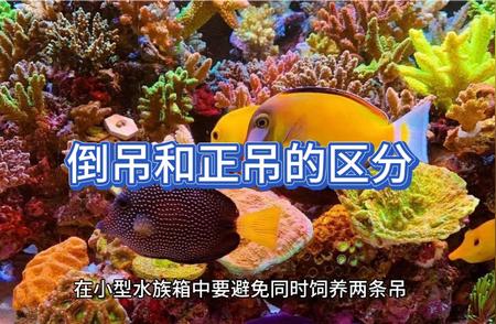 海水鱼养殖技巧：倒吊与正吊的区分详解