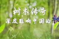 植物钻石：沉香——万香之王的传奇故事