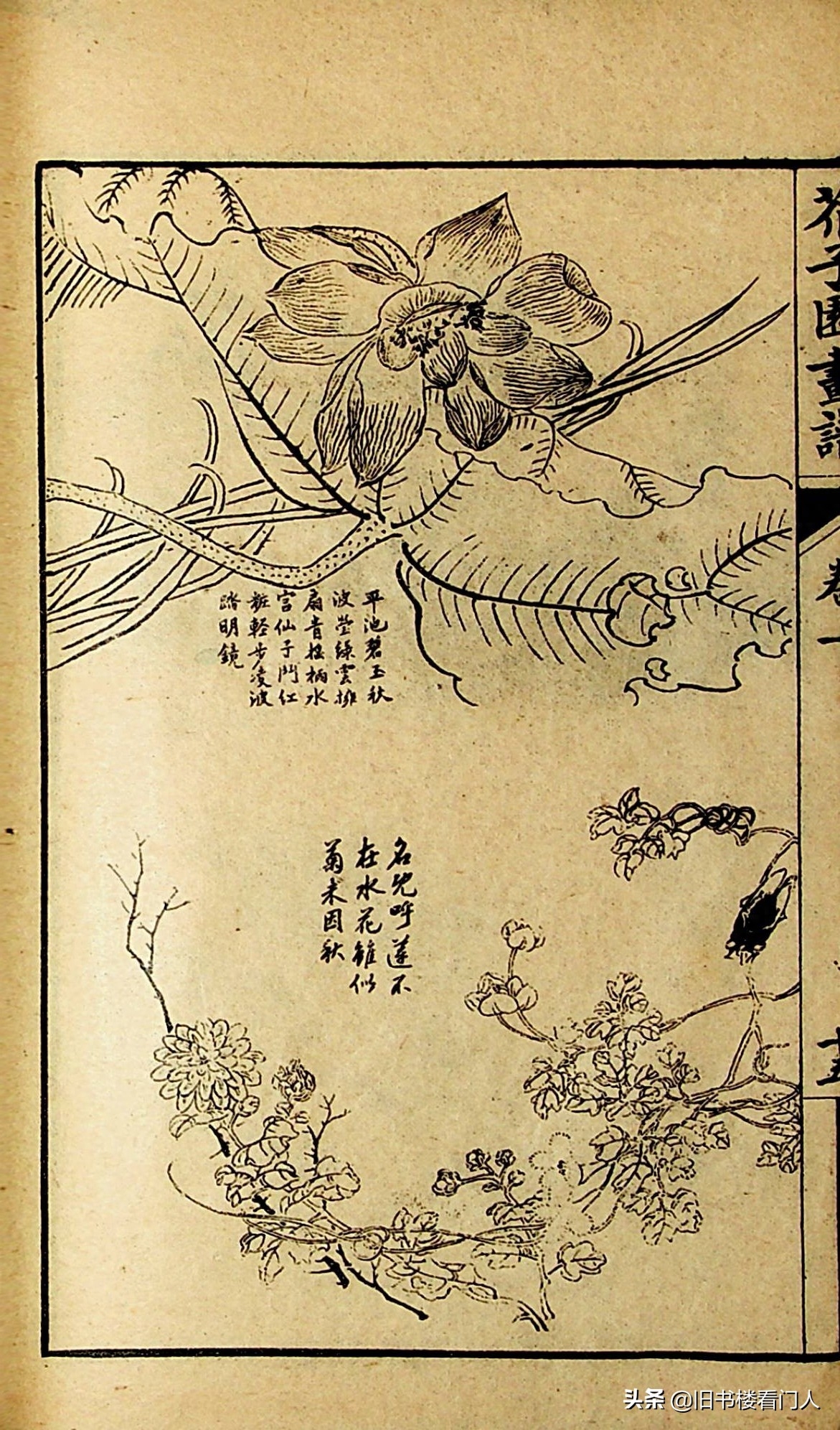 艺术类学画必修之书－《芥子园画谱·草虫花卉谱》