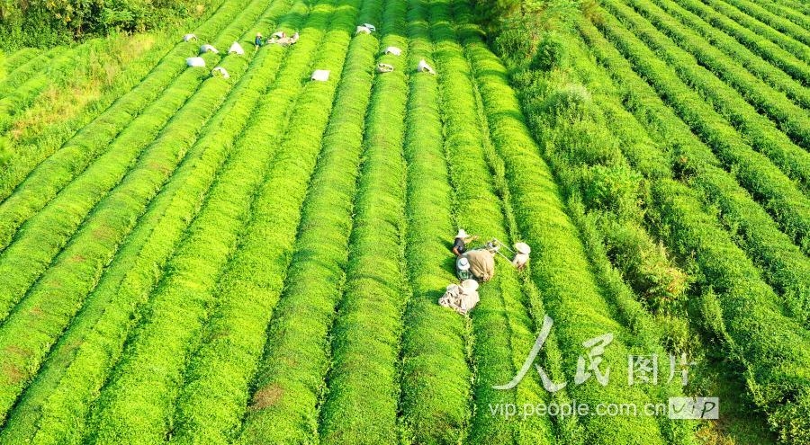 江西泰和：秋茶开采