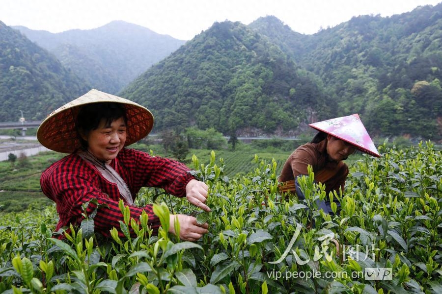 安徽黄山：太平猴魁迎来采摘季