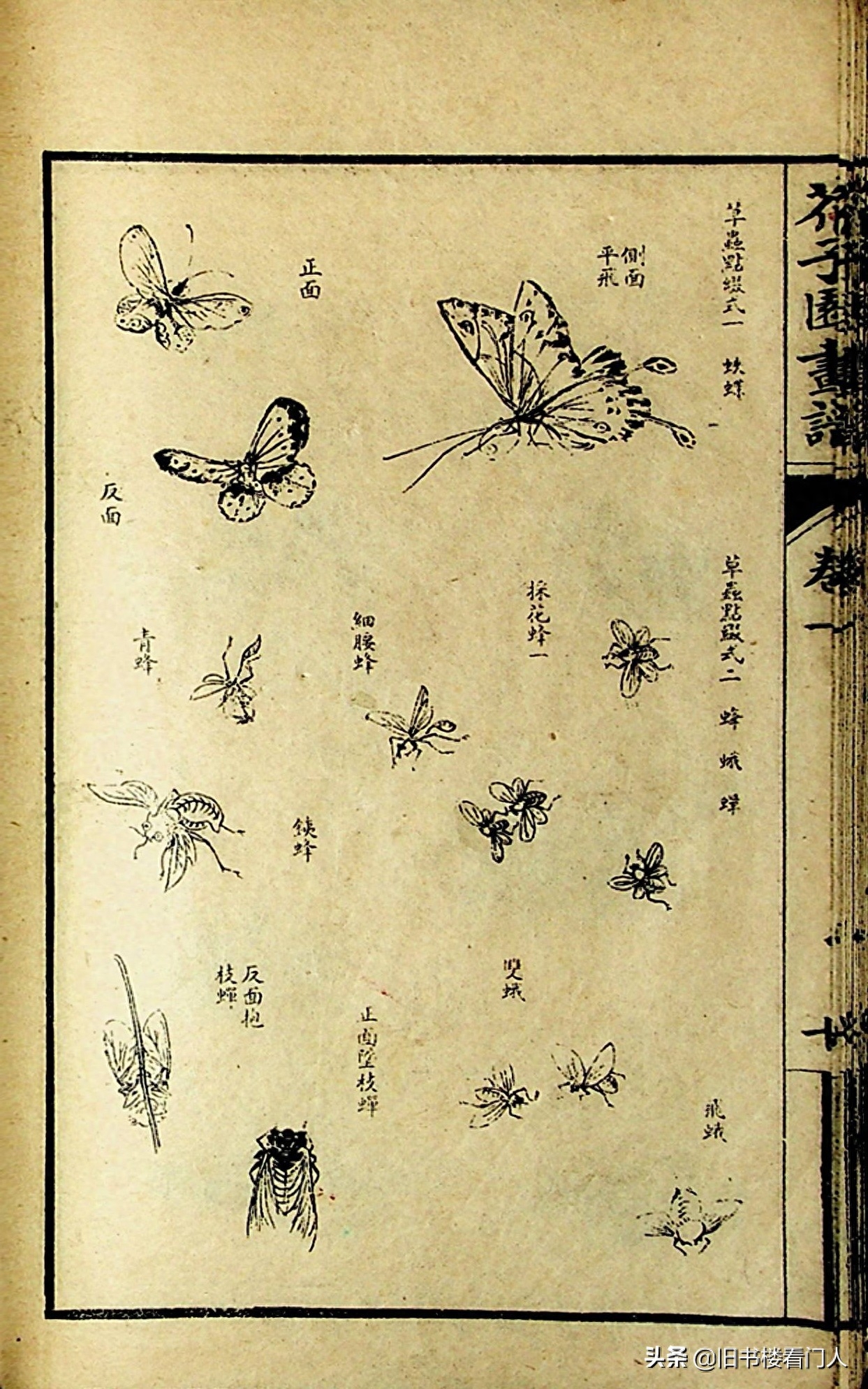 艺术类学画必修之书－《芥子园画谱·草虫花卉谱》