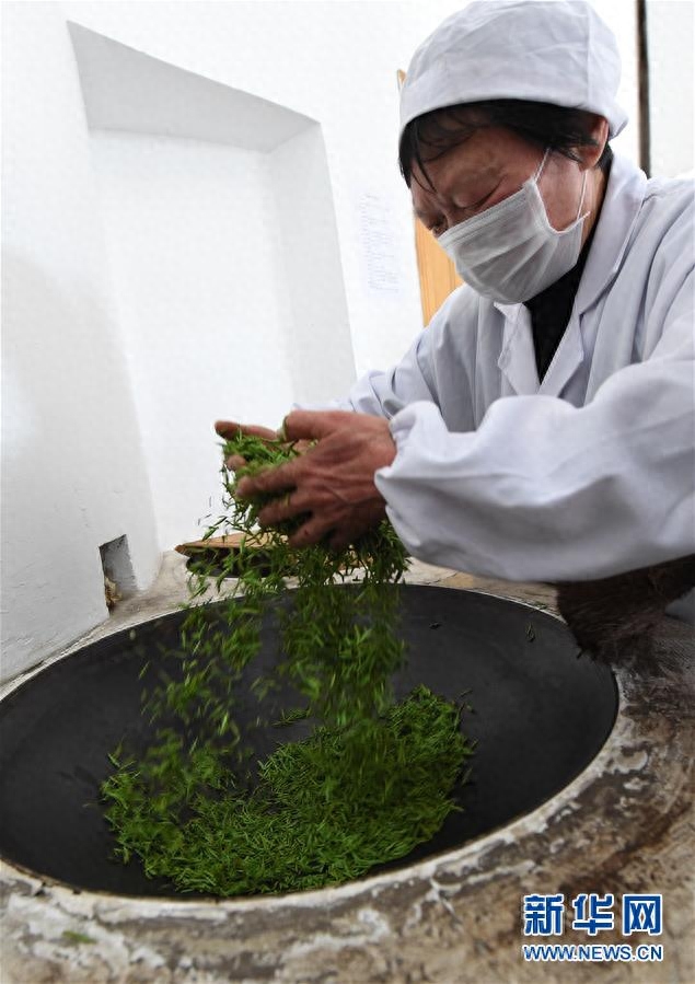 南京钟山雨花茶春茶开采